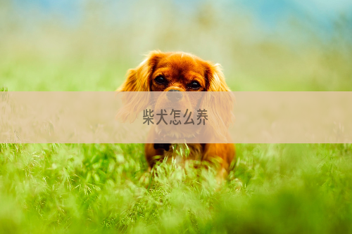 柴犬怎么养