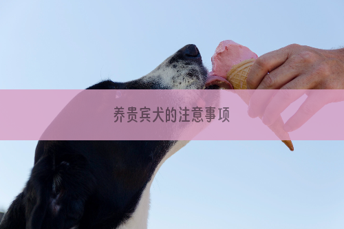 养贵宾犬的注意事项