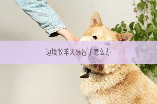 边境牧羊犬感冒了怎么办