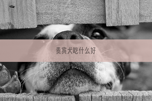 贵宾犬吃什么好