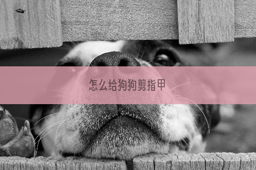 怎么给狗狗剪指甲