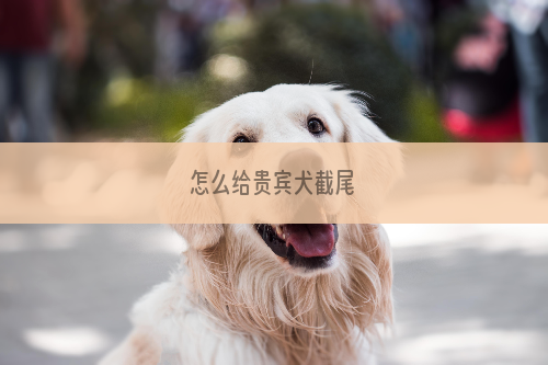 怎么给贵宾犬截尾