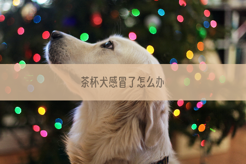 茶杯犬感冒了怎么办