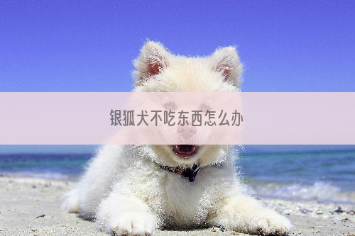 银狐犬不吃东西怎么办