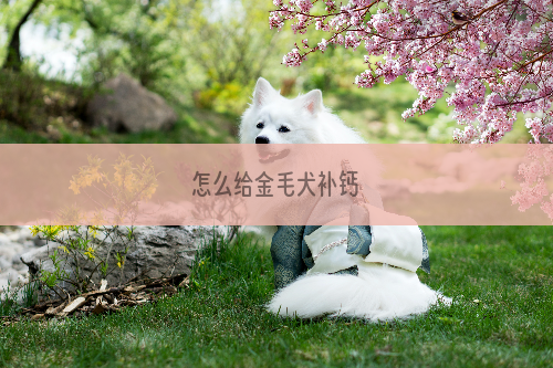 怎么给金毛犬补钙