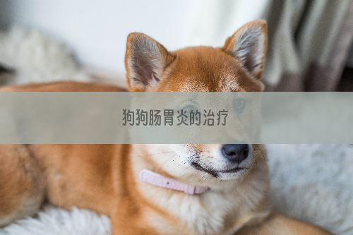 狗狗肠胃炎的治疗