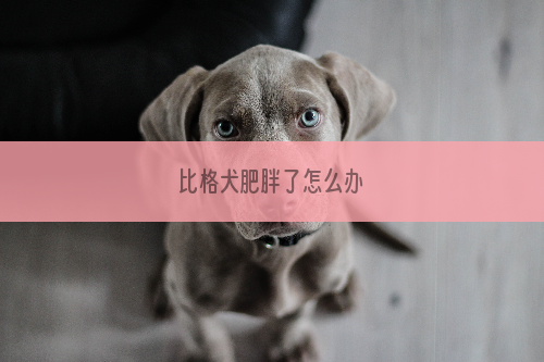 比格犬肥胖了怎么办