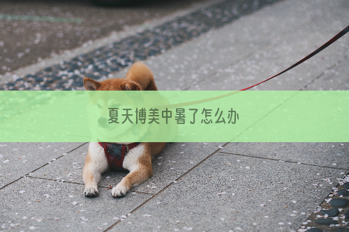 夏天博美中暑了怎么办
