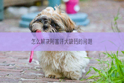 怎么解决阿富汗犬缺钙的问题