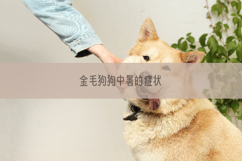 金毛狗狗中暑的症状