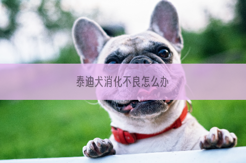 泰迪犬消化不良怎么办