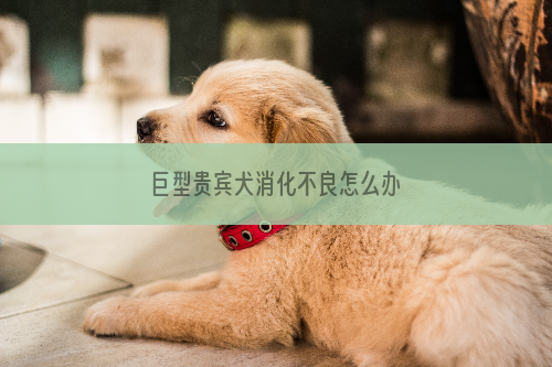 巨型贵宾犬消化不良怎么办