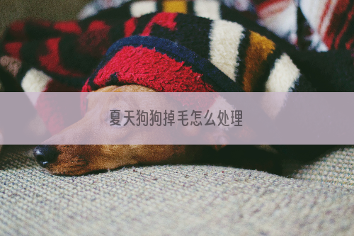 夏天狗狗掉毛怎么处理