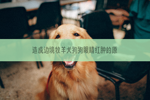 造成边境牧羊犬狗狗眼睛红肿的原因