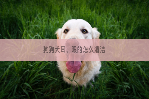 狗狗犬耳、眼的怎么清洁