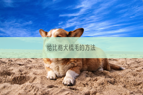 给比格犬梳毛的方法