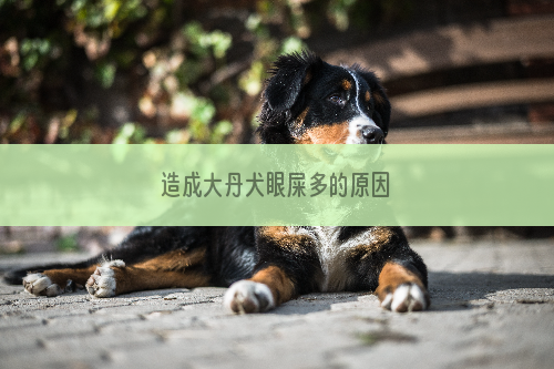 造成大丹犬眼屎多的原因