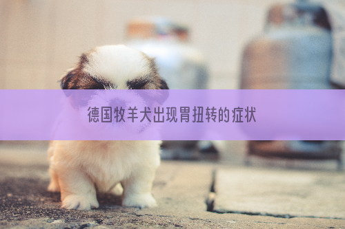 德国牧羊犬出现胃扭转的症状