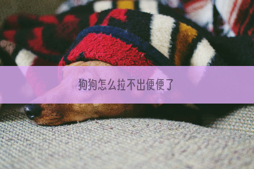 狗狗怎么拉不出便便了