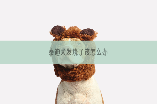 泰迪犬发烧了该怎么办