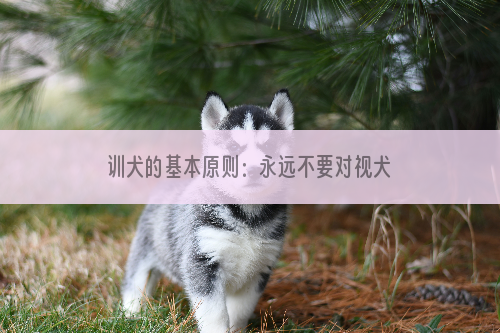 训犬的基本原则：永远不要对视犬的眼睛