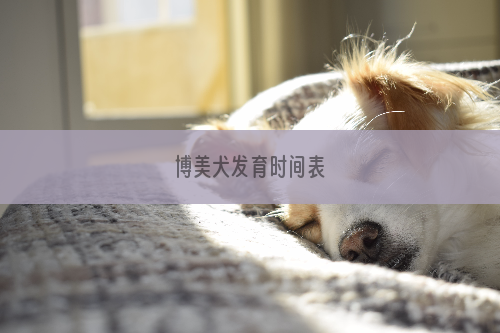 博美犬发育时间表