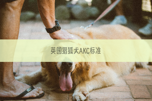 英国猎狐犬AKC标准