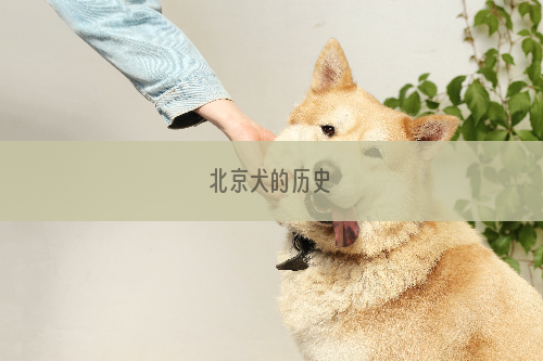 北京犬的历史