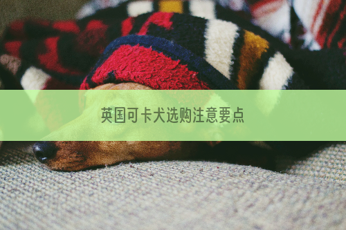 英国可卡犬选购注意要点