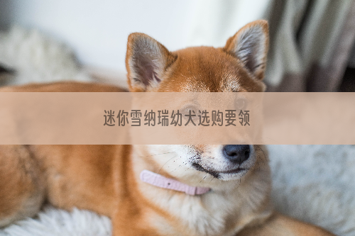 迷你雪纳瑞幼犬选购要领