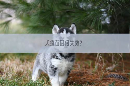 犬疫苗因何失效？