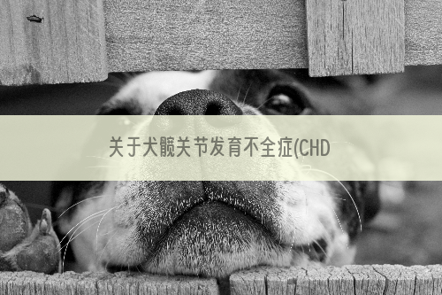 关于犬髋关节发育不全症(CHD)