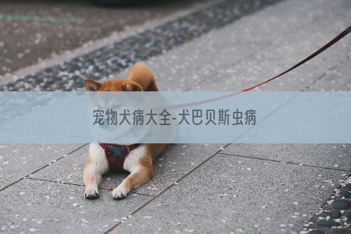 宠物犬病大全-犬巴贝斯虫病