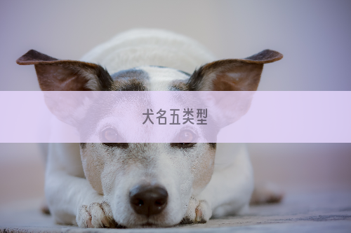 犬名五类型