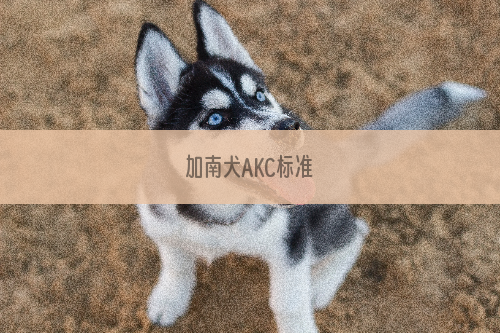 加南犬AKC标准