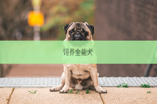 饲养全能犬