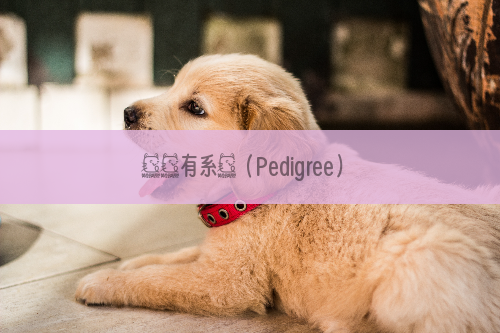 選購有系譜（Pedigree）的狗