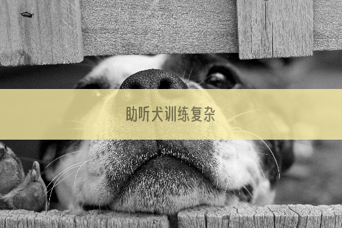 助听犬训练复杂