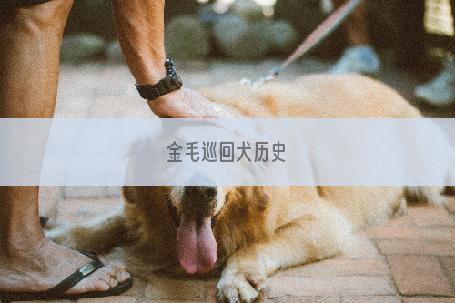 金毛巡回犬历史