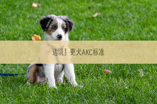 边境犭更犬AKC标准