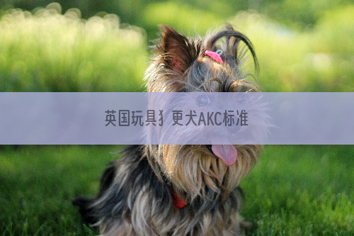 英国玩具犭更犬AKC标准