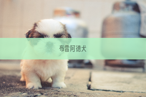 布雷阿德犬