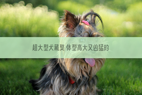 超大型犬藏獒 体型高大又凶猛的藏獒