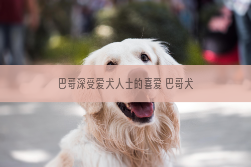 巴哥深受爱犬人士的喜爱 巴哥犬怎么养