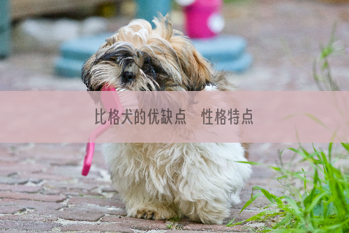 比格犬的优缺点    性格特点如何