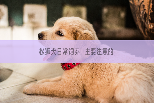 松狮犬日常饲养   主要注意的地方