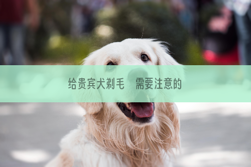 给贵宾犬剃毛    需要注意的四点