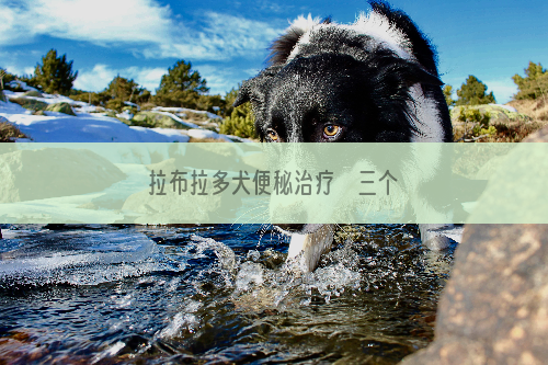 拉布拉多犬便秘治疗    三个常用手段