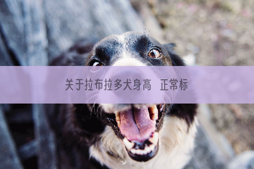 关于拉布拉多犬身高   正常标准是多少