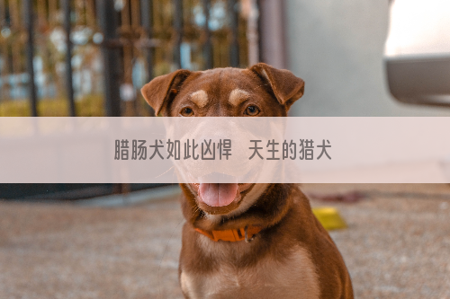 腊肠犬如此凶悍   天生的猎犬好手